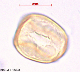 Wisteria sinensis - lame n° 29204